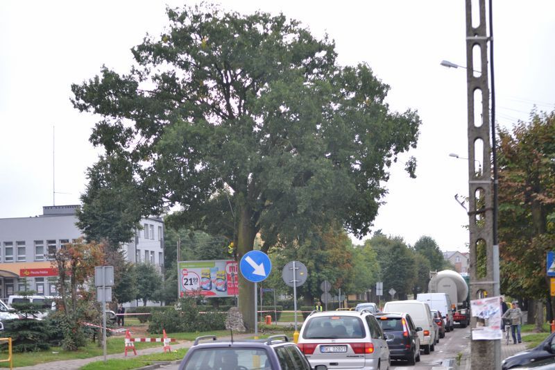 ZAKRES PRAC WYKONANYCH PRZY DĘBIE ? POMNIKU PRZYRODY ROSNĄCYM W KOLNIE (zobacz foto)