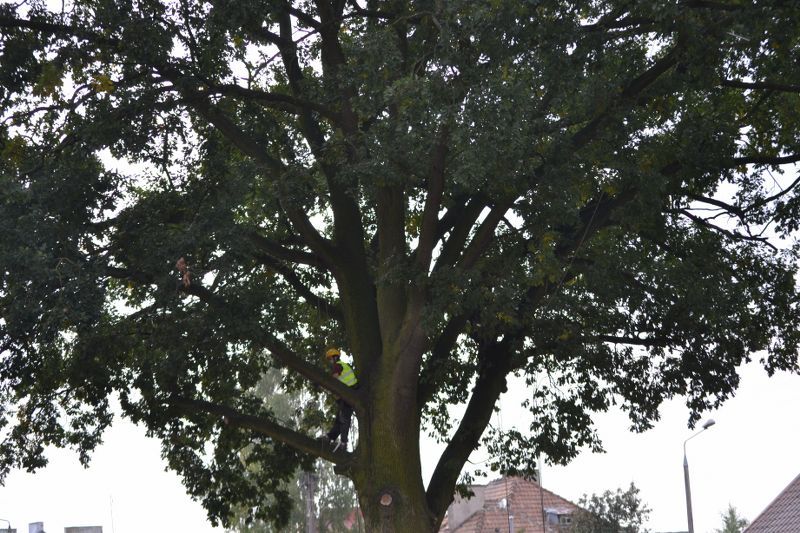 ZAKRES PRAC WYKONANYCH PRZY DĘBIE ? POMNIKU PRZYRODY ROSNĄCYM W KOLNIE (zobacz foto)