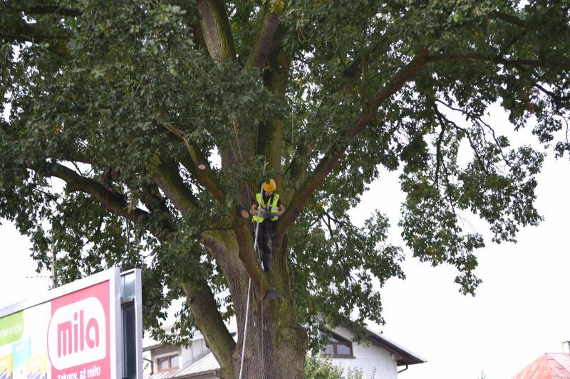 ZAKRES PRAC WYKONANYCH PRZY DĘBIE ? POMNIKU PRZYRODY ROSNĄCYM W KOLNIE (zobacz foto)