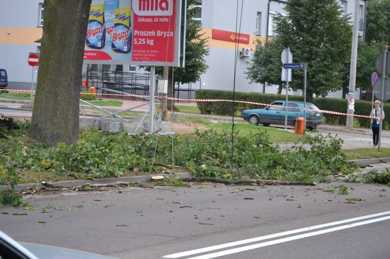 ZAKRES PRAC WYKONANYCH PRZY DĘBIE ? POMNIKU PRZYRODY ROSNĄCYM W KOLNIE (zobacz foto)