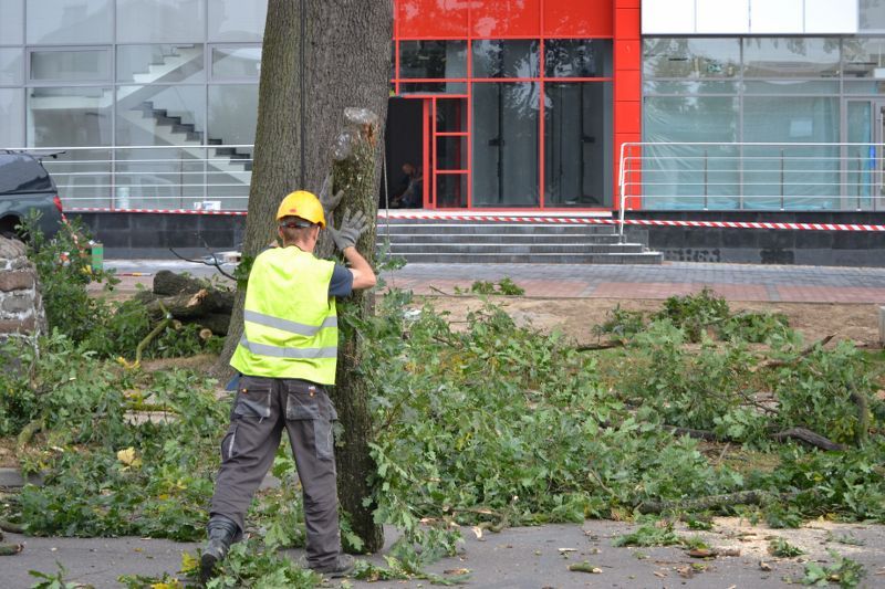ZAKRES PRAC WYKONANYCH PRZY DĘBIE ? POMNIKU PRZYRODY ROSNĄCYM W KOLNIE (zobacz foto)