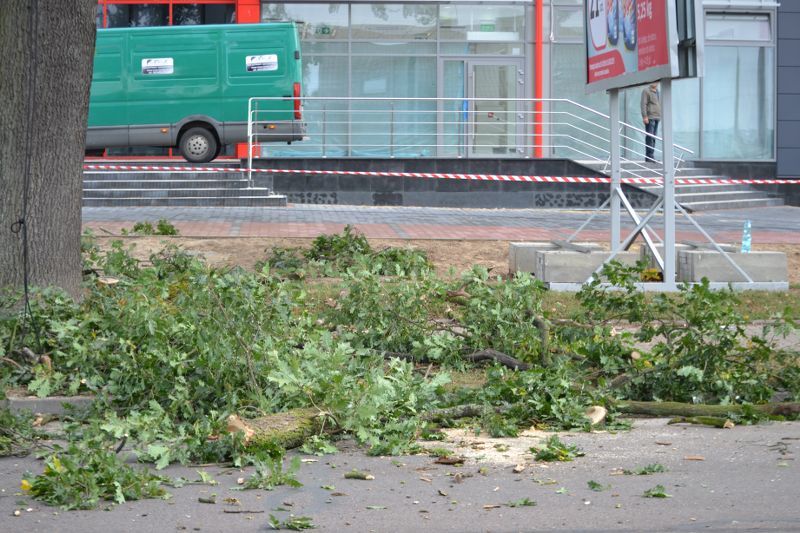 ZAKRES PRAC WYKONANYCH PRZY DĘBIE ? POMNIKU PRZYRODY ROSNĄCYM W KOLNIE (zobacz foto)