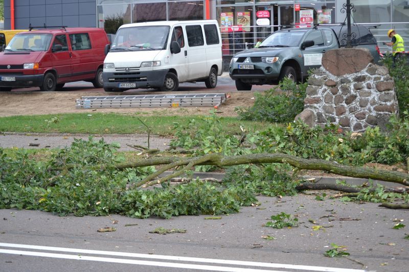 ZAKRES PRAC WYKONANYCH PRZY DĘBIE ? POMNIKU PRZYRODY ROSNĄCYM W KOLNIE (zobacz foto)