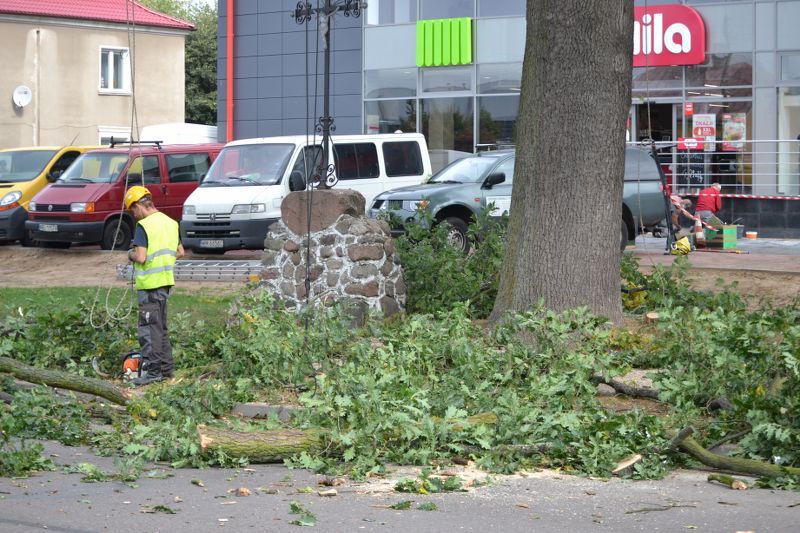 ZAKRES PRAC WYKONANYCH PRZY DĘBIE ? POMNIKU PRZYRODY ROSNĄCYM W KOLNIE (zobacz foto)
