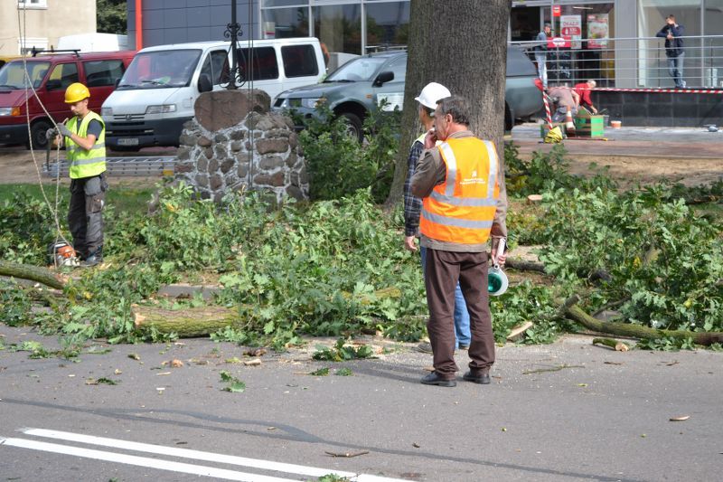 ZAKRES PRAC WYKONANYCH PRZY DĘBIE ? POMNIKU PRZYRODY ROSNĄCYM W KOLNIE (zobacz foto)