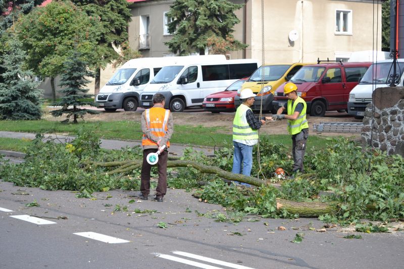 ZAKRES PRAC WYKONANYCH PRZY DĘBIE ? POMNIKU PRZYRODY ROSNĄCYM W KOLNIE (zobacz foto)