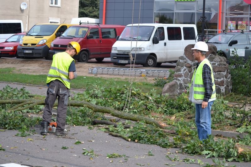 ZAKRES PRAC WYKONANYCH PRZY DĘBIE ? POMNIKU PRZYRODY ROSNĄCYM W KOLNIE (zobacz foto)