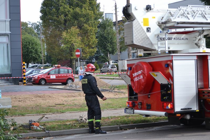 ZAKRES PRAC WYKONANYCH PRZY DĘBIE ? POMNIKU PRZYRODY ROSNĄCYM W KOLNIE (zobacz foto)