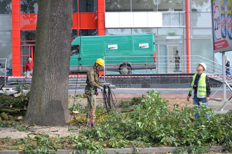 ZAKRES PRAC WYKONANYCH PRZY DĘBIE ? POMNIKU PRZYRODY ROSNĄCYM W KOLNIE (zobacz foto)