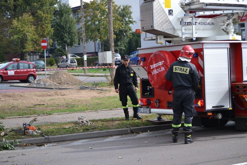 ZAKRES PRAC WYKONANYCH PRZY DĘBIE ? POMNIKU PRZYRODY ROSNĄCYM W KOLNIE (zobacz foto)