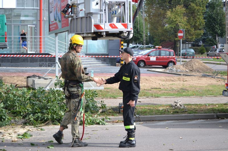 ZAKRES PRAC WYKONANYCH PRZY DĘBIE ? POMNIKU PRZYRODY ROSNĄCYM W KOLNIE (zobacz foto)