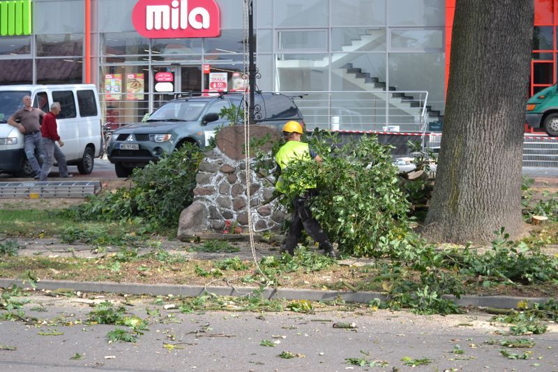 ZAKRES PRAC WYKONANYCH PRZY DĘBIE ? POMNIKU PRZYRODY ROSNĄCYM W KOLNIE (zobacz foto)