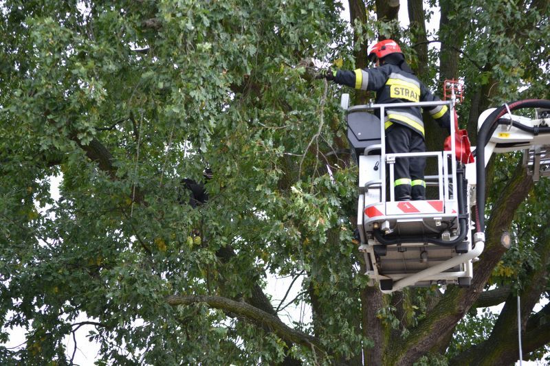 ZAKRES PRAC WYKONANYCH PRZY DĘBIE ? POMNIKU PRZYRODY ROSNĄCYM W KOLNIE (zobacz foto)
