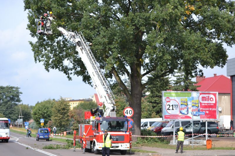 ZAKRES PRAC WYKONANYCH PRZY DĘBIE ? POMNIKU PRZYRODY ROSNĄCYM W KOLNIE (zobacz foto)