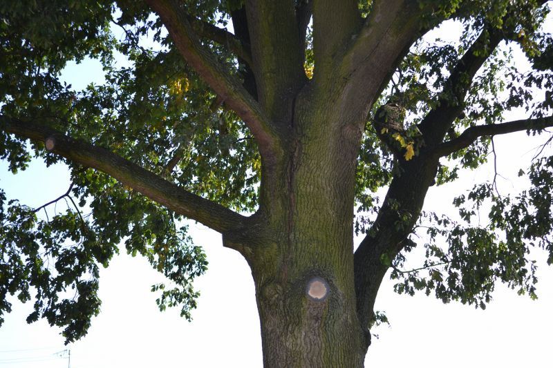 ZAKRES PRAC WYKONANYCH PRZY DĘBIE ? POMNIKU PRZYRODY ROSNĄCYM W KOLNIE (zobacz foto)