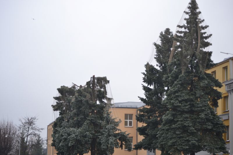 Władze Kolna chcą uratować drzewa przed urzędem miasta