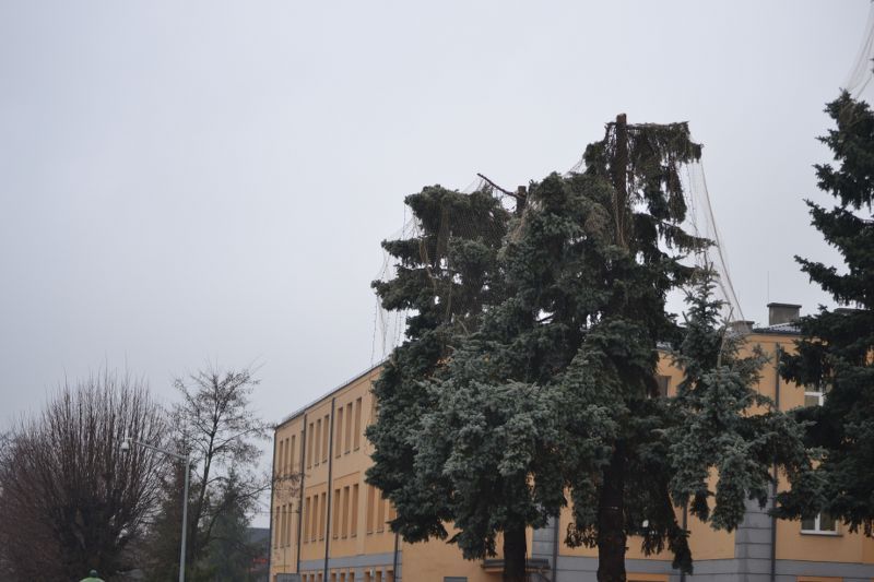 Władze Kolna chcą uratować drzewa przed urzędem miasta