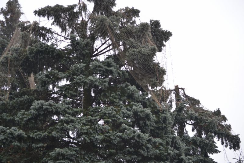 Władze Kolna chcą uratować drzewa przed urzędem miasta