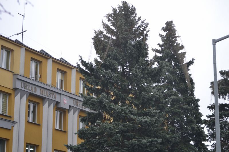 Władze Kolna chcą uratować drzewa przed urzędem miasta