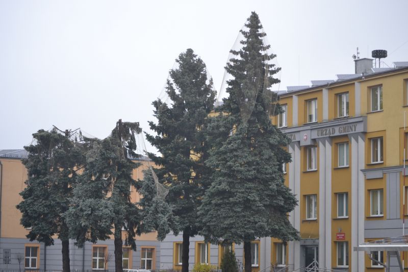 Władze Kolna chcą uratować drzewa przed urzędem miasta