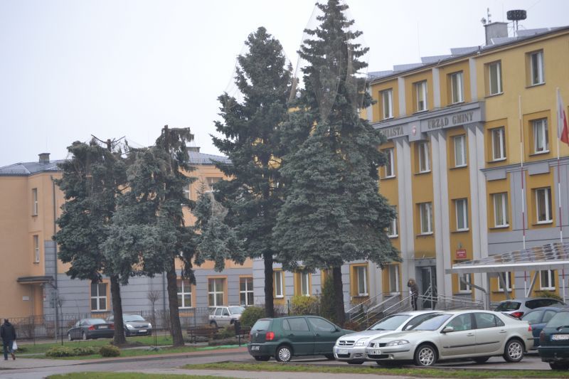 Władze Kolna chcą uratować drzewa przed urzędem miasta