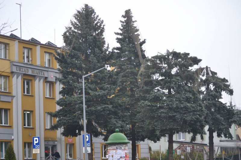 Władze Kolna chcą uratować drzewa przed urzędem miasta