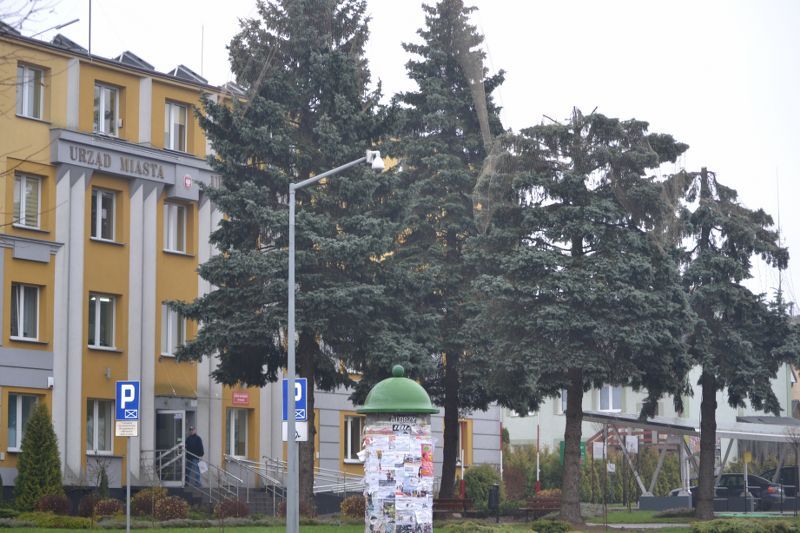 Władze Kolna chcą uratować drzewa przed urzędem miasta