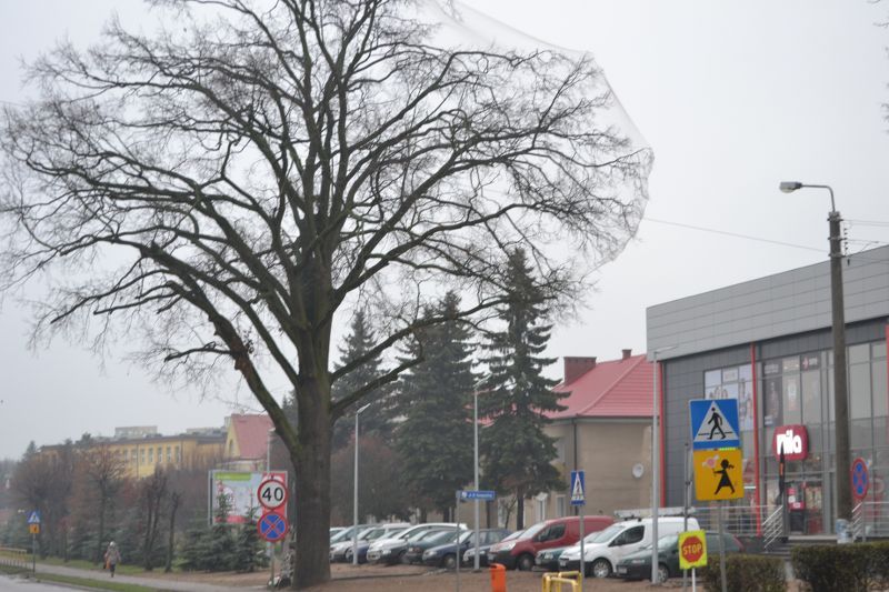 Władze Kolna chcą uratować drzewa przed urzędem miasta