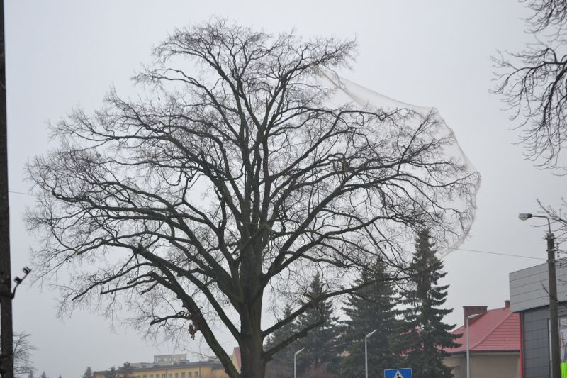 Władze Kolna chcą uratować drzewa przed urzędem miasta