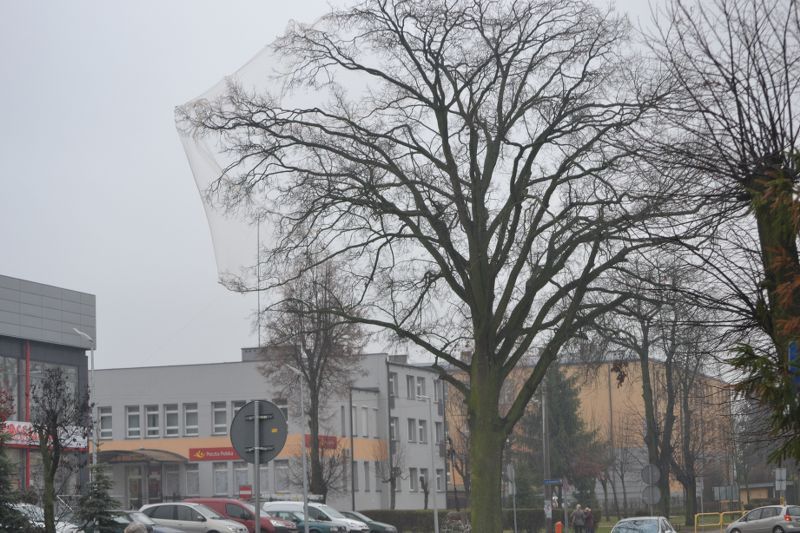 Władze Kolna chcą uratować drzewa przed urzędem miasta