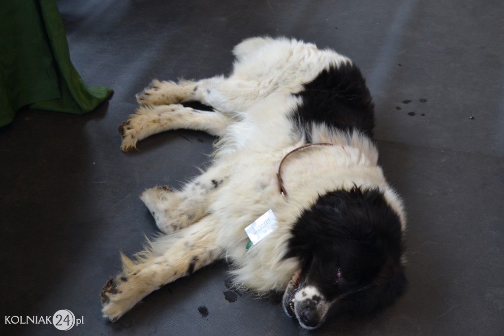 Edukacyjna Giełda dla Gimnazjalistów