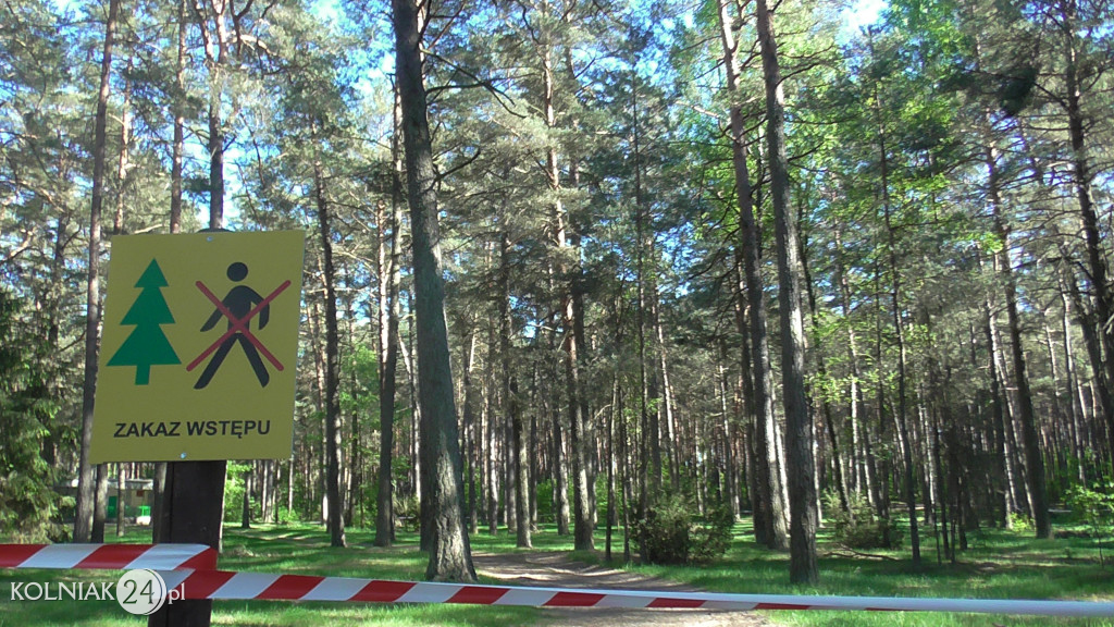 Ocenili stan drzew znajdujących się na terenie bazy