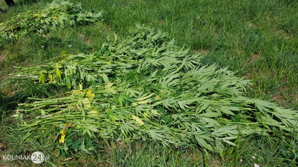 Podlascy policjanci zlikwidowali kolejne plantacje konopi