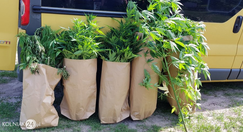 Podlascy policjanci zlikwidowali kolejne plantacje konopi