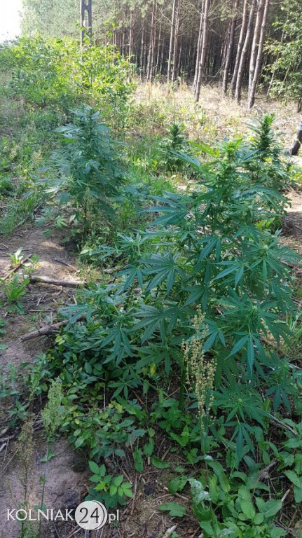 Podlascy policjanci zlikwidowali kolejne plantacje konopi