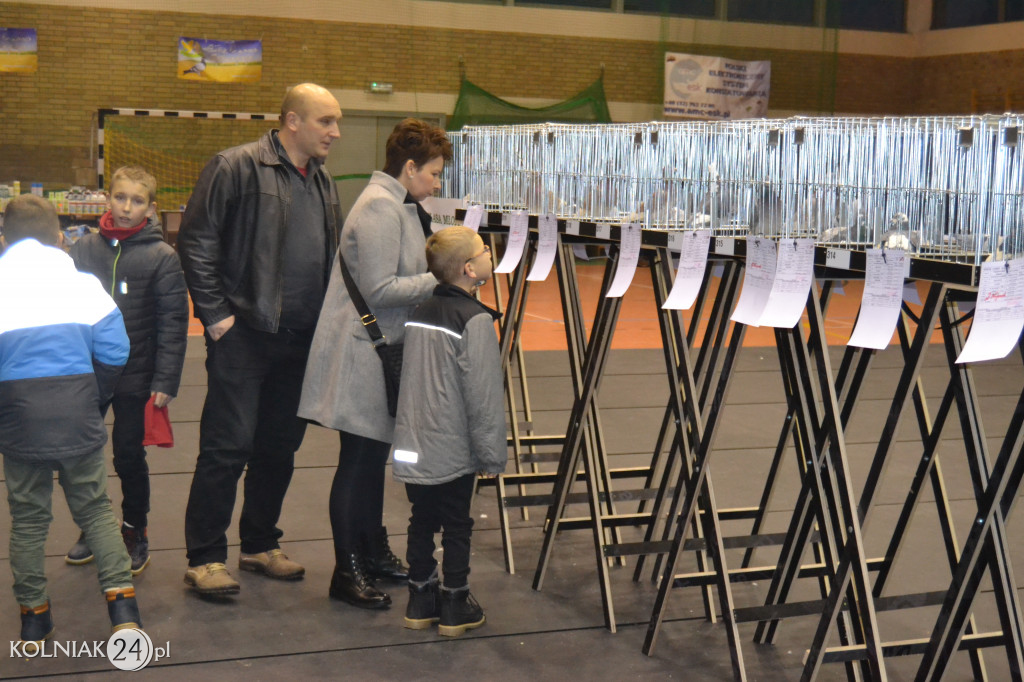 Kolno: XXXII Wystawa Gołębi Pocztowych