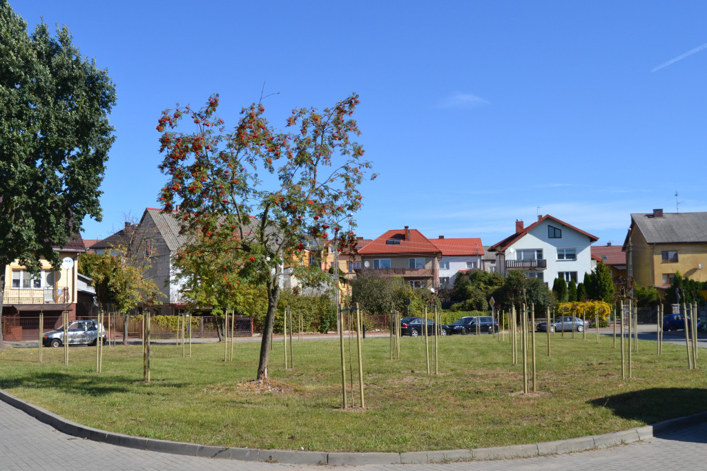 Kolno, Zakole: Ostatnio  realizowane  nasadzenia