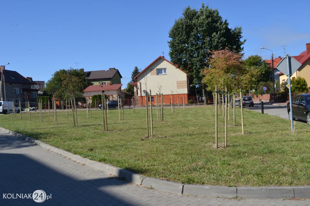 Kolno, Zakole: Ostatnio  realizowane  nasadzenia