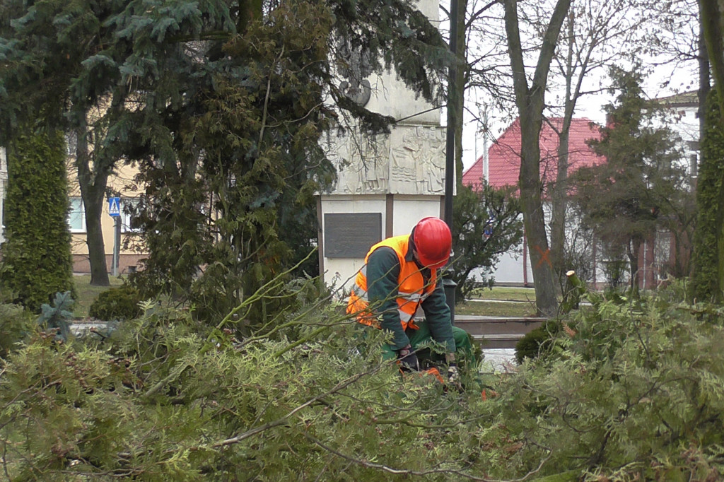 Kolno: Wycinka drzew w parku