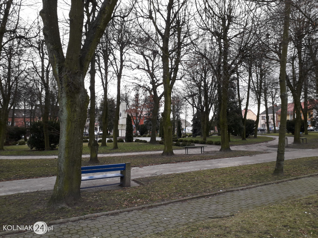 Kolno: Wycinka drzew w parku