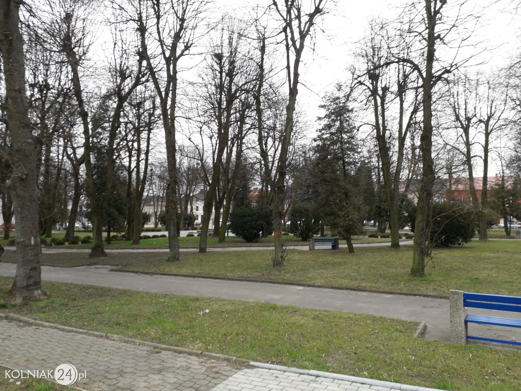 Kolno: Wycinka drzew w parku