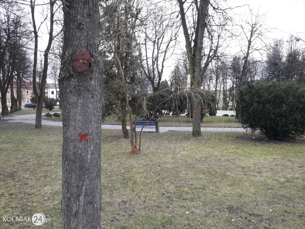 Kolno: Wycinka drzew w parku