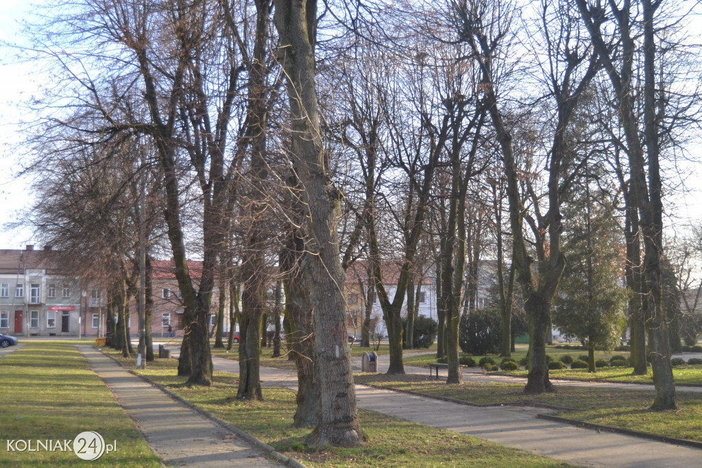 Kolno: Wycinka drzew w parku