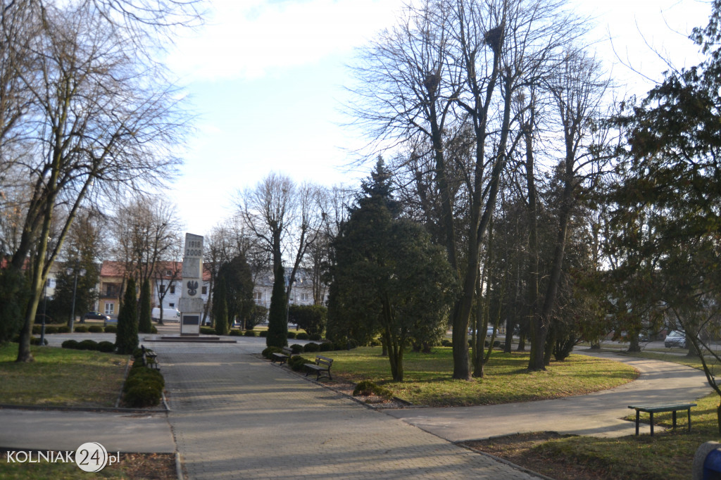 Kolno: Wycinka drzew w parku