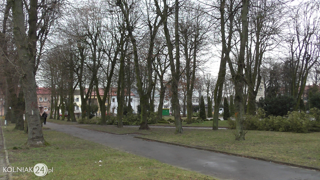 Kolno: Wycinka drzew w parku