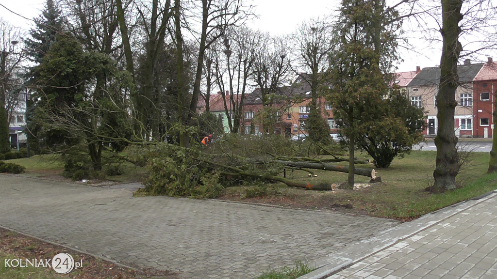 Kolno: Wycinka drzew w parku