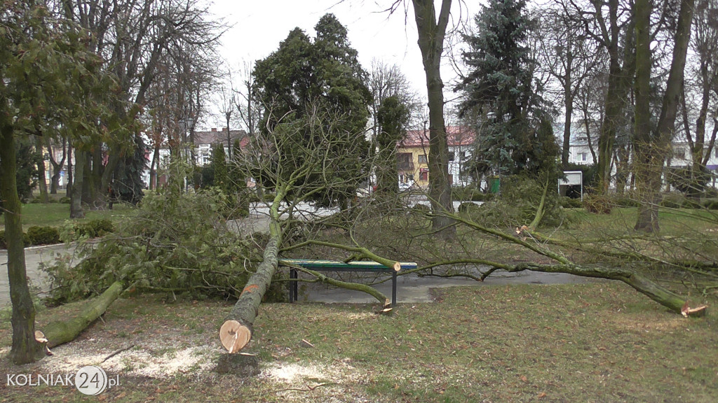 Kolno: Wycinka drzew w parku