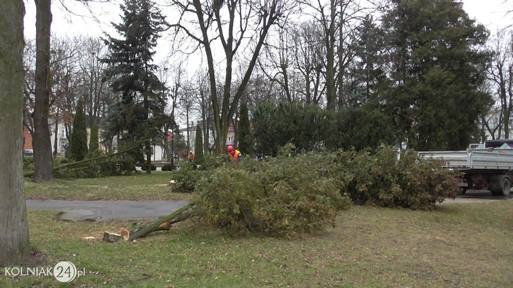 Kolno: Wycinka drzew w parku