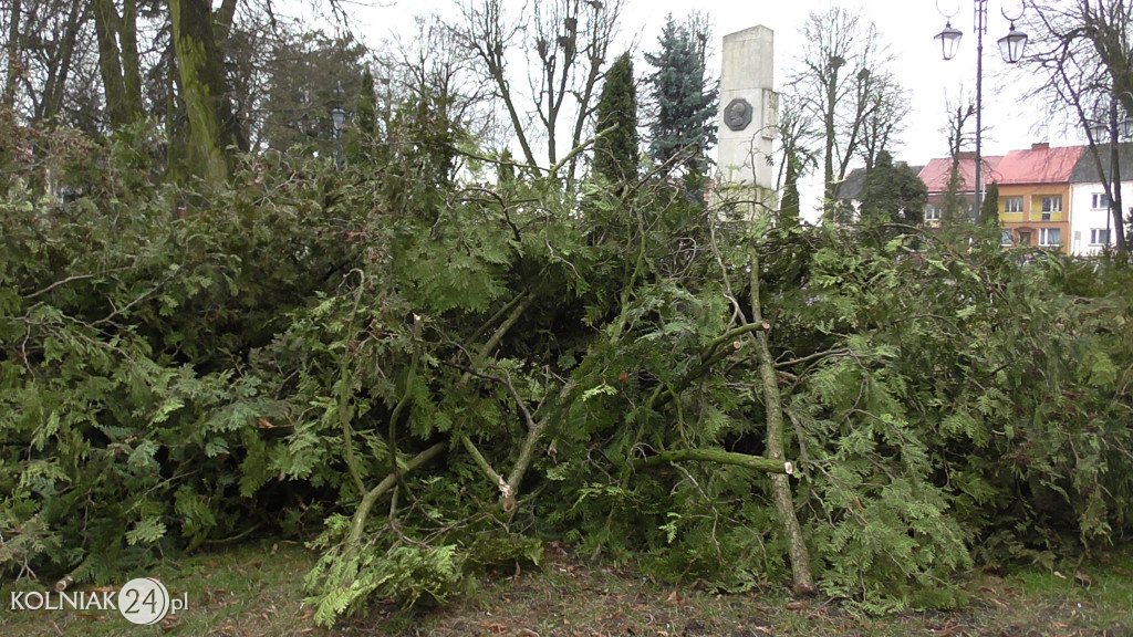 Kolno: Wycinka drzew w parku