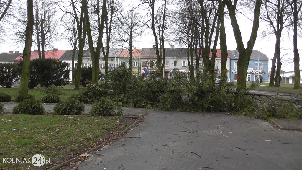 Kolno: Wycinka drzew w parku
